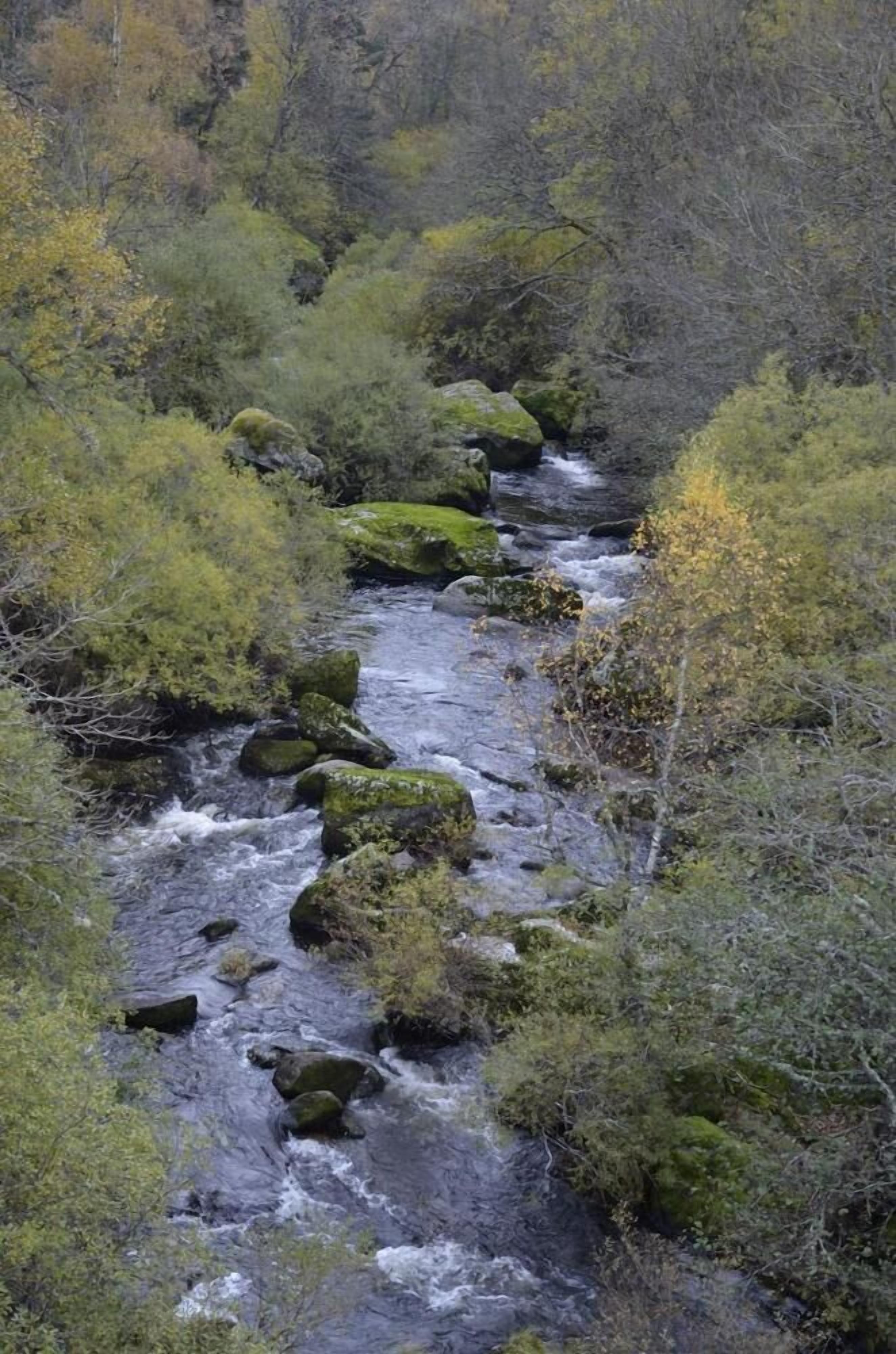 A river flowing through a forested area with rocks and vegetation.
