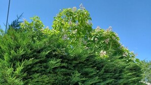 En stenmur med en träskylt, en stenskulptur och en mängd olika blommande växter.