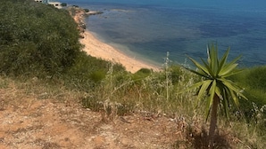 Un paysage côtier avec un ciel dégagé, une plage de sable et un palmier.