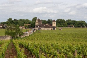 Ein Weinberg mit Reihen von Weinreben, ein Steinhaus mit einem Turm und eine Straße, die dorthin führt.