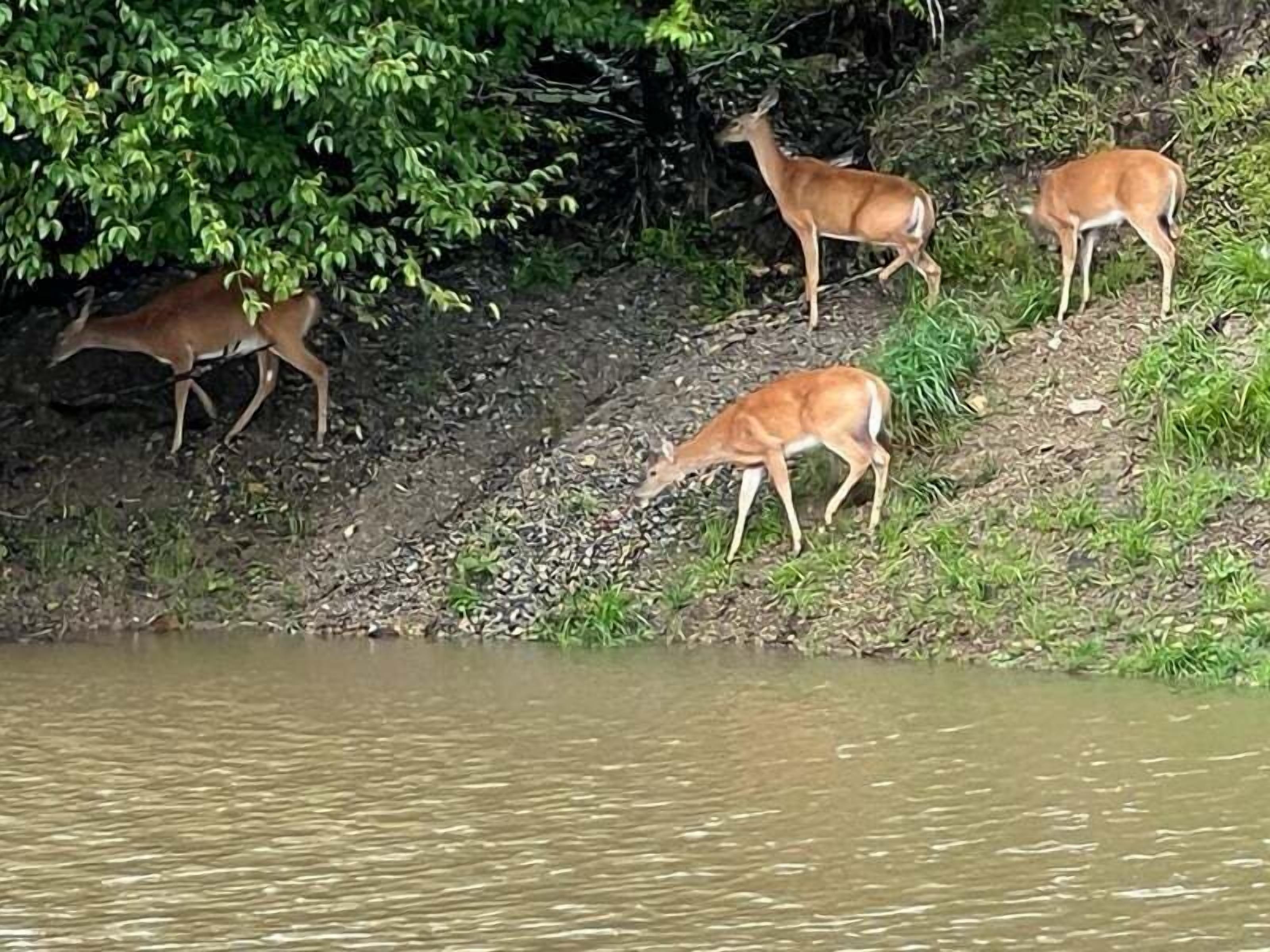 A group of deer near a body of water, with a forested area in the background.