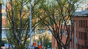 A city street with trees, cars, and buildings.