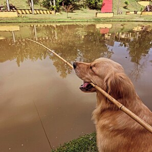 Un golden retriever, une branche dans la gueule, se tient près d’une étendue d’eau calme où se reflètent les arbres, avec une structure rouge en arrière-plan.