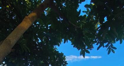 FAZENDA BROTAS