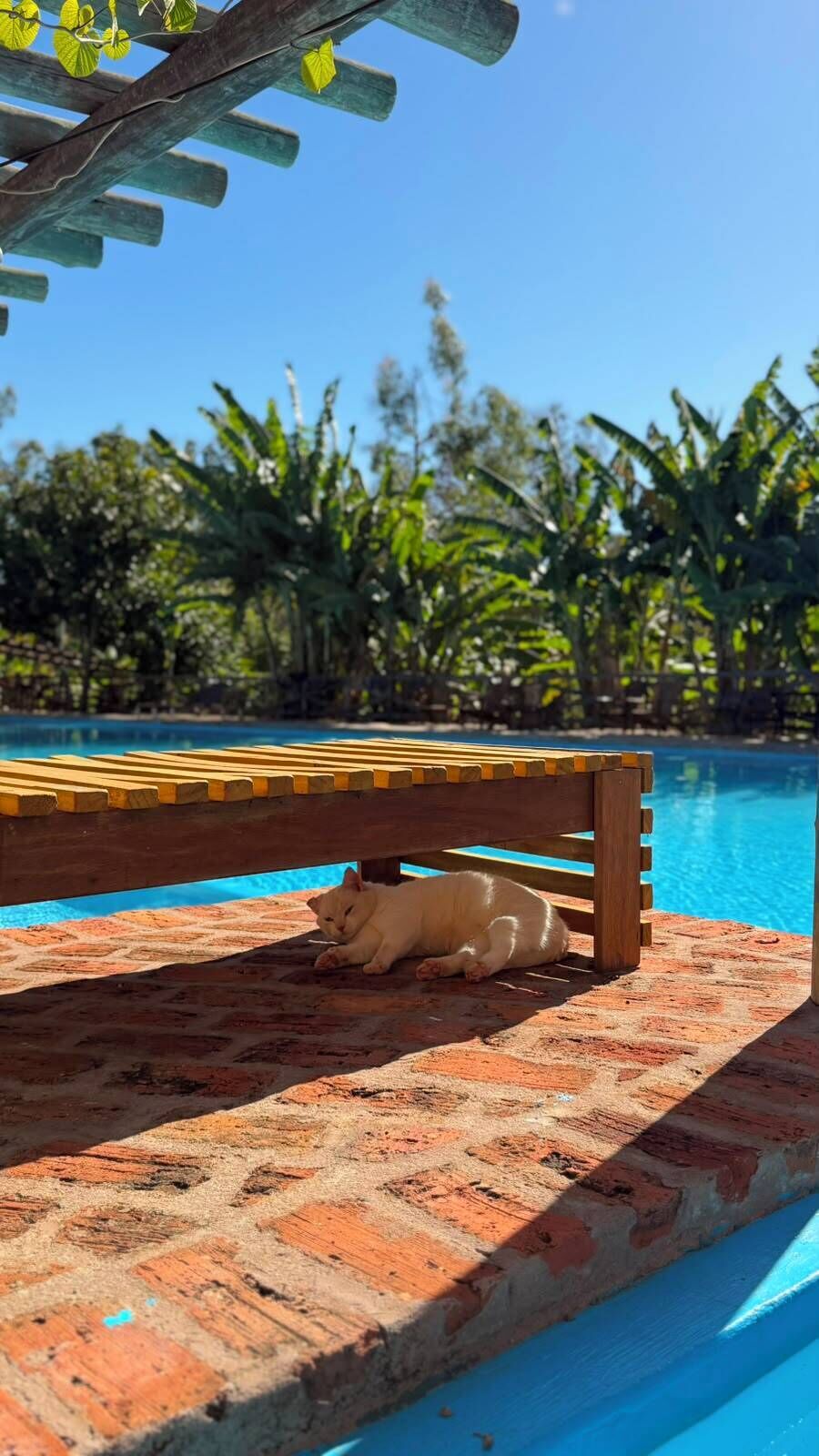 A white cat sleeping under a wooden bench by a poolside.