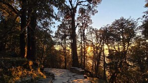 Un sendero de piedra que atraviesa un área boscosa con árboles altos y un cielo despejado.