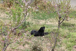 Animaux de compagnie acceptés