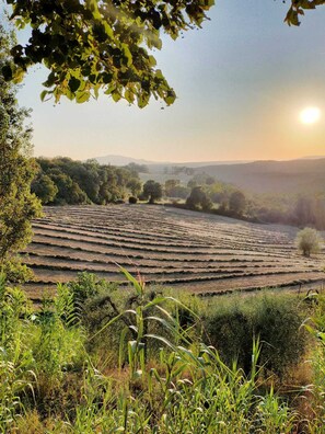 Terraced fields, trees, and a clear sky. - Country house surrounded by nature with pool and billiard room (Umbria)