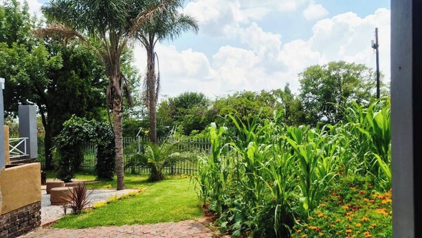 A garden with a pathway, a palm tree, and a fence.