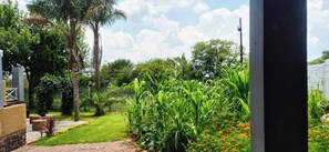 A garden with a pathway, a palm tree, and a fence.