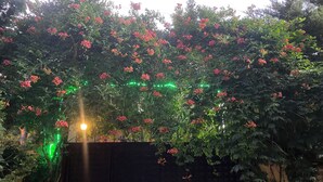 A garden with dense foliage and flowering plants. - Goat house near the airport (Arnavutköy)