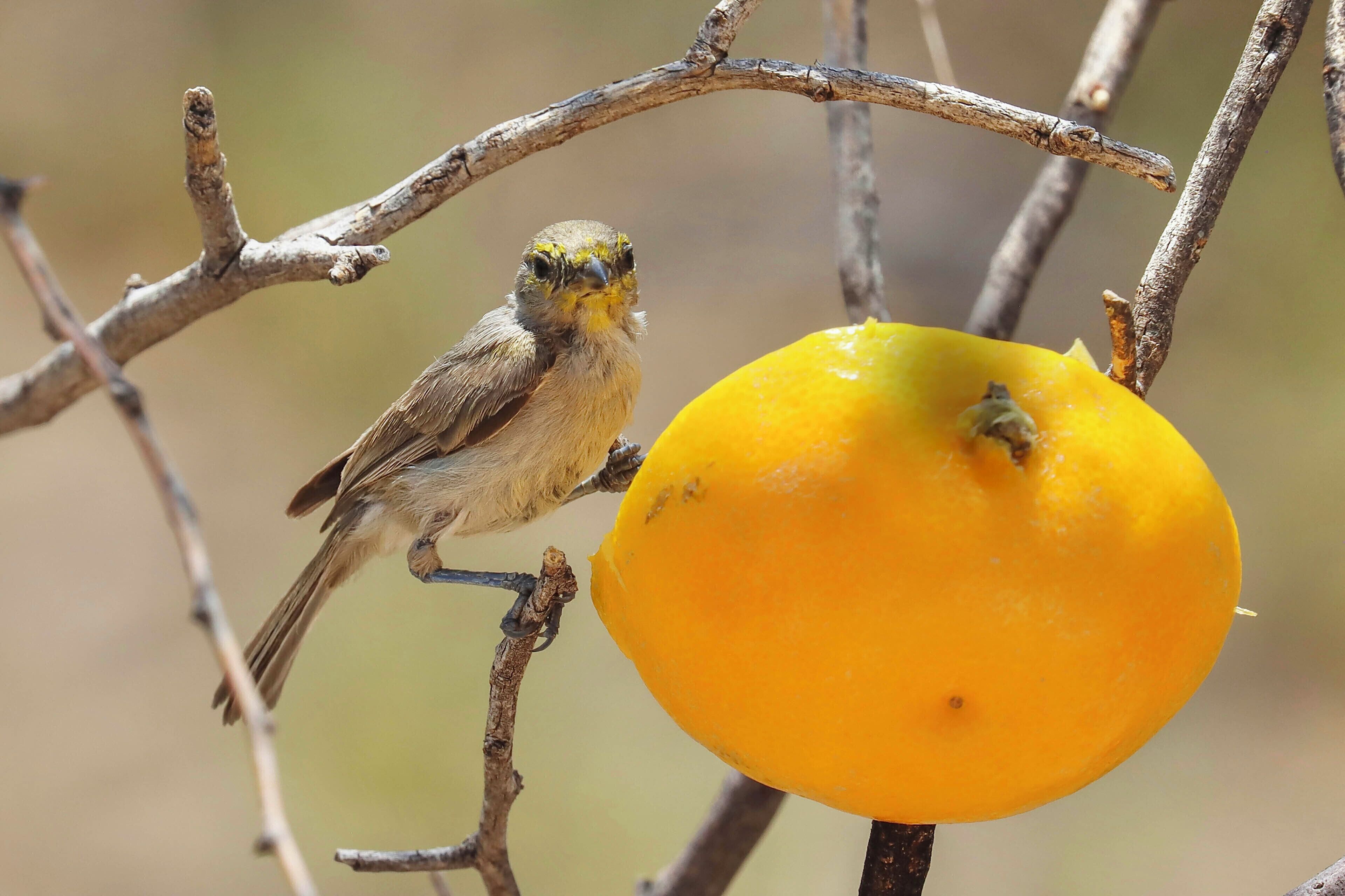 Un pájaro posado en una rama junto a una fruta.