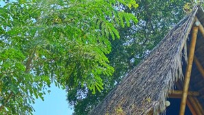A thatched-roof hut with a wooden structure, surrounded by lush tropical vegetation.