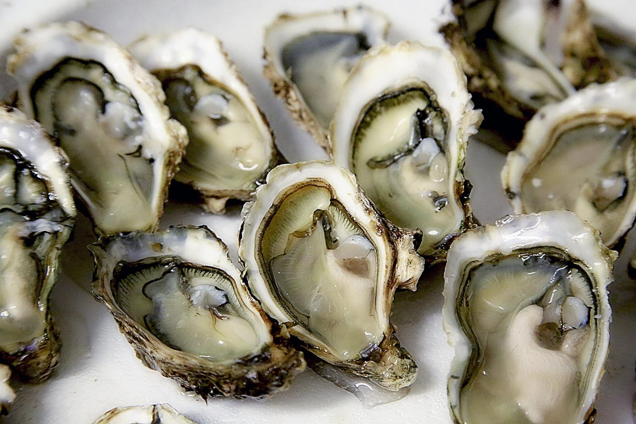A close-up of oysters on a white surface.