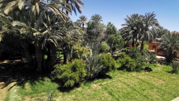 A garden with palm trees and shrubs, a pathway, and a building with a red wall. - Gite DAR UL (Er-Rteb)