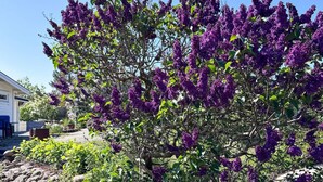 A garden with purple flowering shrubs, a house, and a clear blue sky. - 4 Star Holiday Home in Hamburgsund (Hamburgsund)
