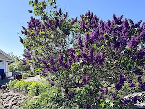 Un jardín con arbustos de flores púrpuras, una casa y un cielo azul despejado.