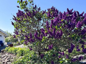 A garden with a flowering tree, a house, and a clear sky.