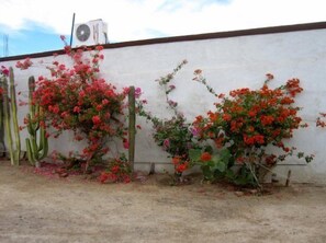 Property grounds - San Felipe Studio One (San Felipe)