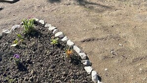 Ein überdachter Außenbereich mit Schaukeln, umgeben von Bäumen und einem grünen Zaun.