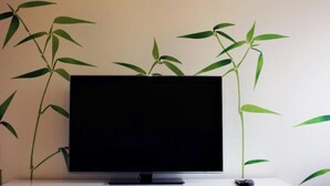 Un televisor sobre un pedestal, frente a una pared con una planta de bambú.