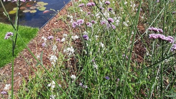 Un jardín con una terraza de madera, un estanque cubierto de lirios y diversas plantas en flor.