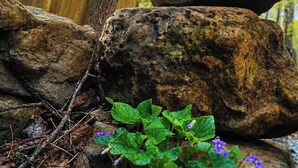 A stack of large rocks with a wooden fence and green foliage in the background.