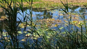 A pond with water lilies and reeds, surrounded by manicured lawns and trees. - Air-conditioned apartment near beach - 6 guests (Six-Fours-les-Plages)