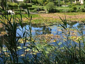 Ein Teich mit Seerosen und Schilf, umgeben von gepflegten Rasenflächen und Bäumen.
