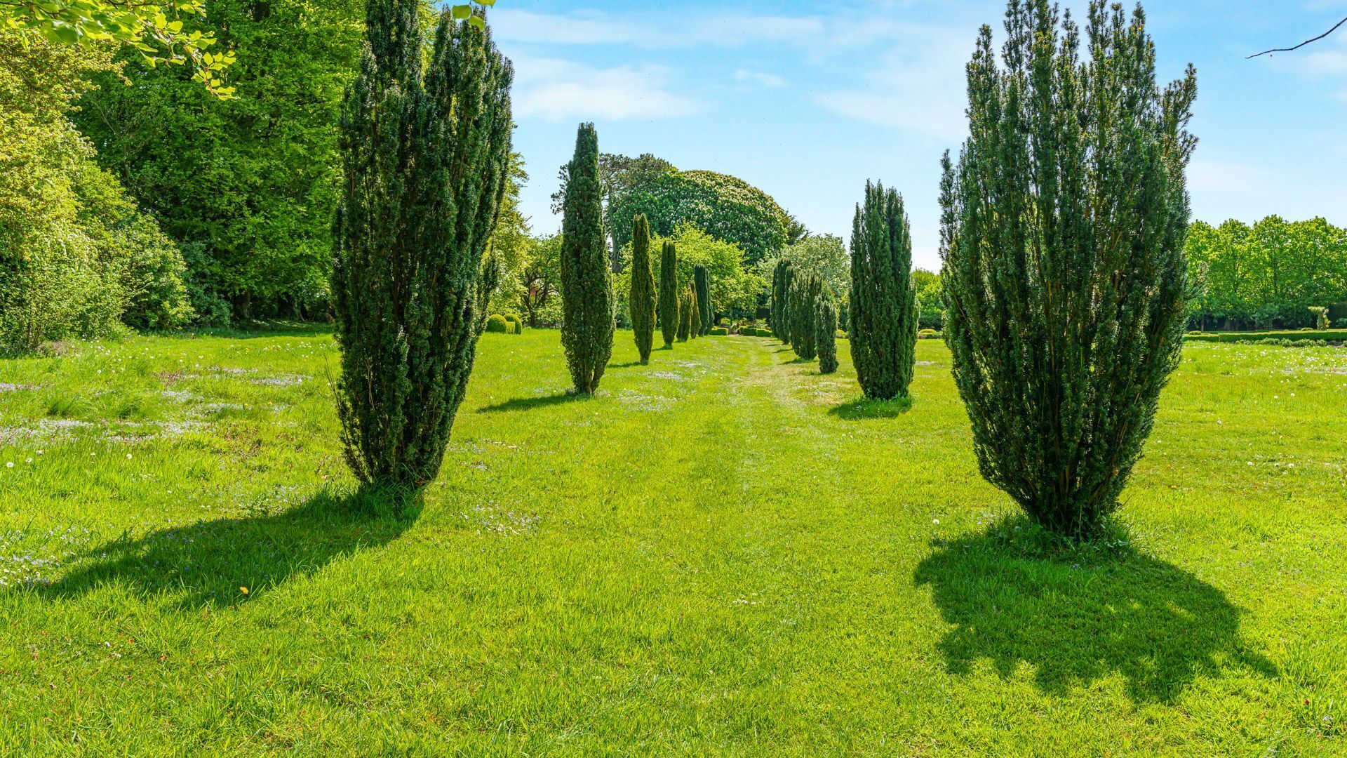 Un jardín bien cuidado con una hilera de árboles altos y delgados y un camino despejado.
