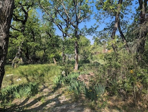 A natural landscape with trees, grass, and wildflowers. - A haven of peace under the oaks (Ginasservis)