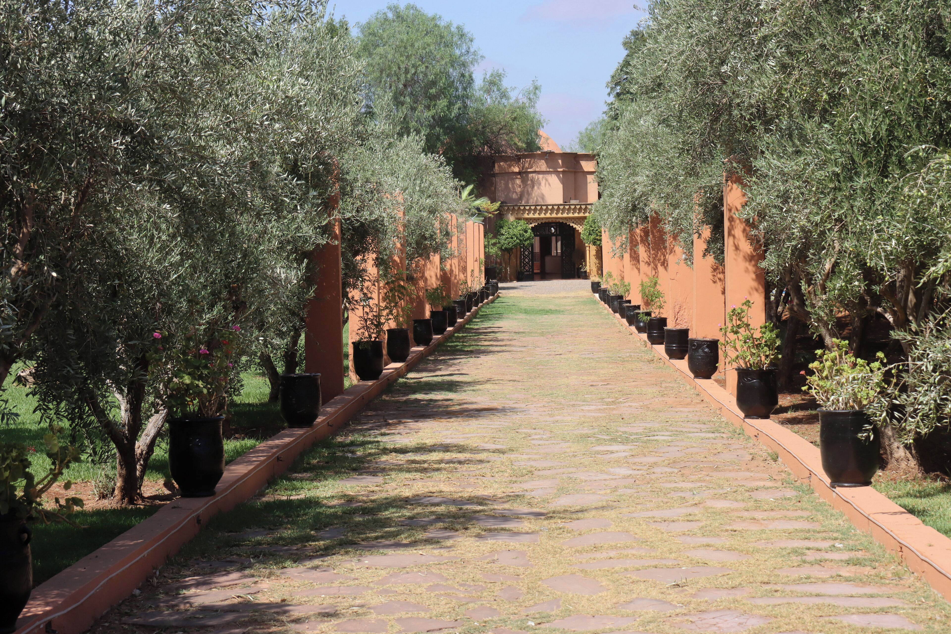 A pathway flanked by olive trees leading to a building with a traditional entrance.