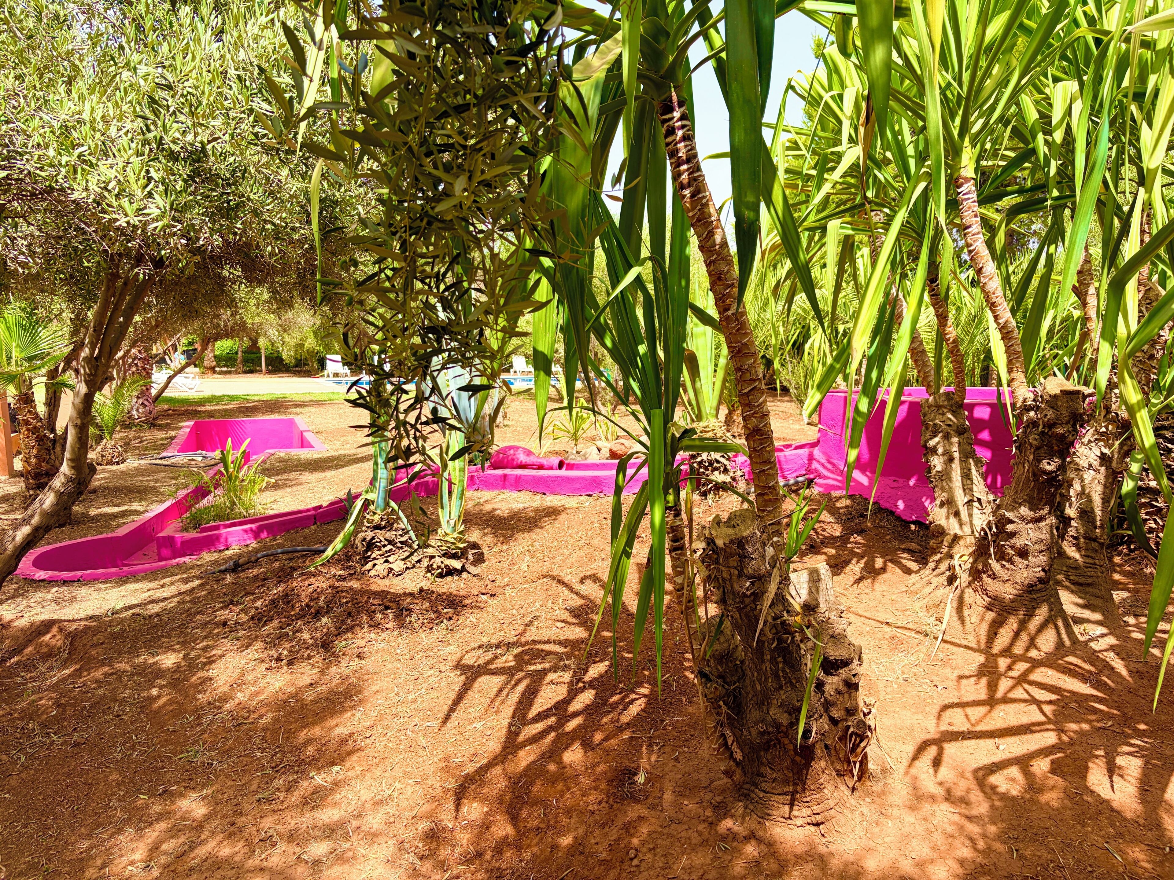 Un jardin où l’on trouve différentes plantes et différents arbres, notamment des palmiers et un petit arbre au tronc tordu.