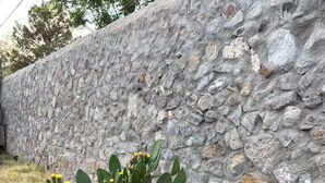 A cactus plant with green leaves and yellow flowers against a stone wall.