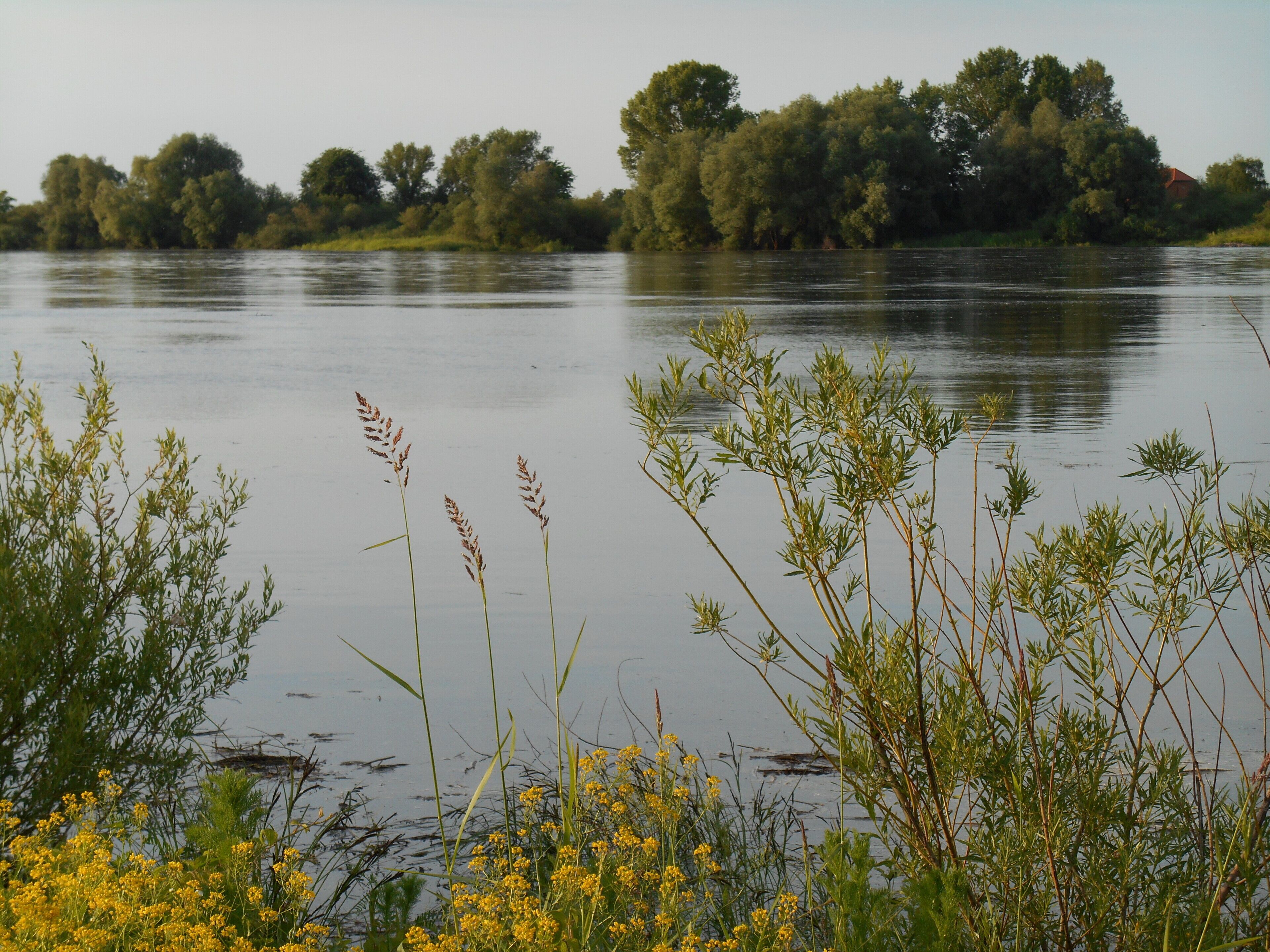 Een rustig meer met dichte bomen op de achtergrond en verschillende waterplanten op de voorgrond.