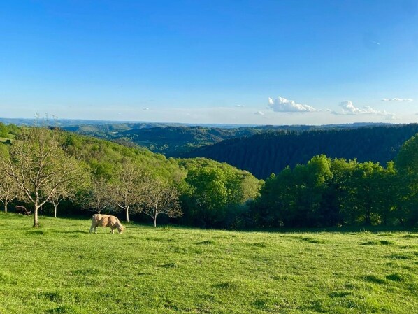 A grassy field with a cow grazing, trees, and a mountainous landscape in the background.