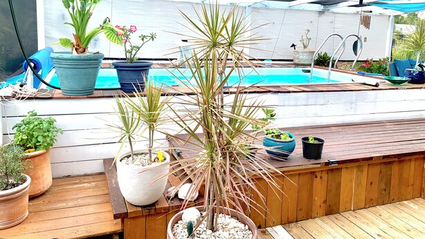 A poolside area with a glass-enclosed structure, potted plants, and a wooden deck. - Serene- pool house with large enclosed oasis of local artist in Port Charlotte (Port Charlotte)