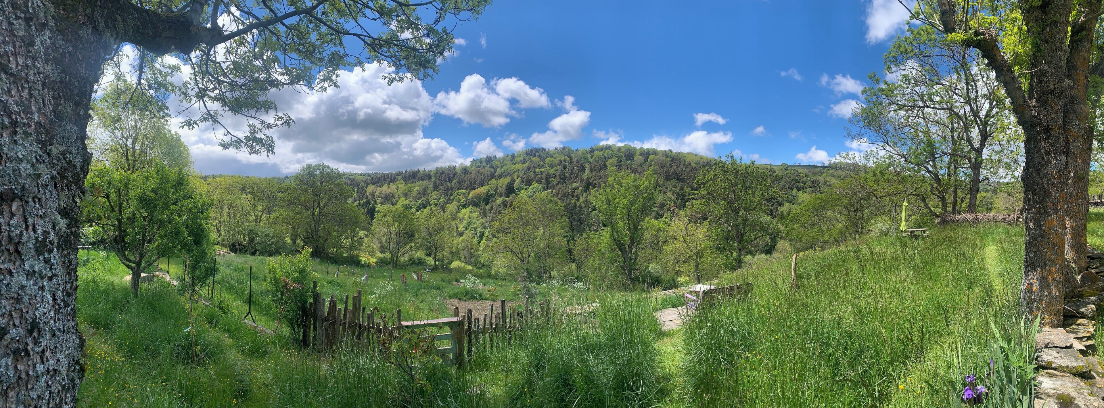 A natural landscape with trees, grass, and a clear sky.