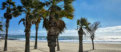 A beach with palm trees and a clear blue sky.