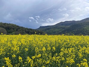 A field of yellow flowers with a mountain in the background.