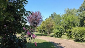 A garden with a gravel path, various shrubs, and trees. - Country house with swimming pool  (Savenès)