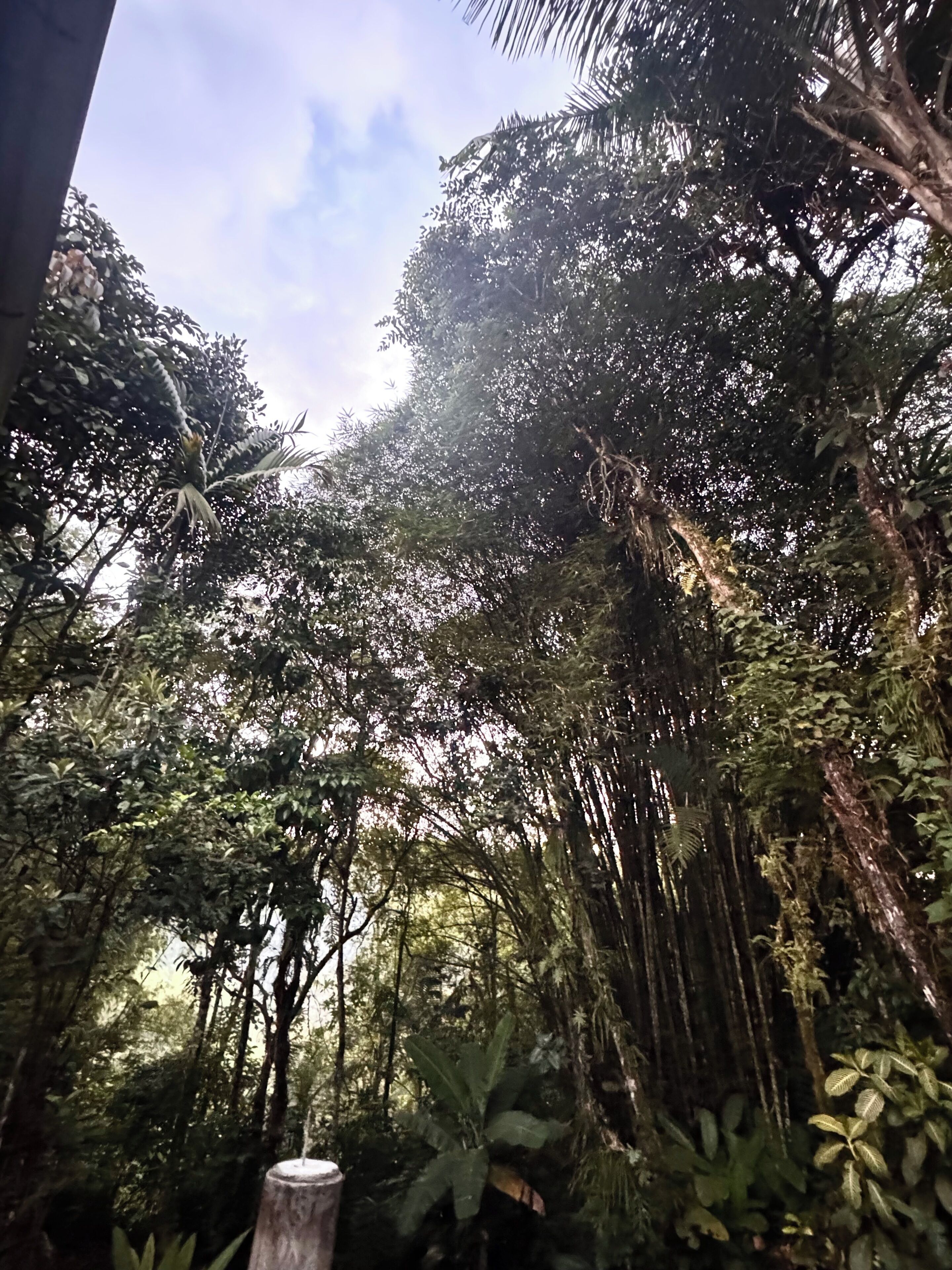 A dense forest with tall trees and a wooden post.