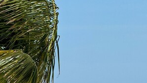 Ein Weg, der zu einem Strand mit einer Palme und freiem Blick auf das Meer führt.