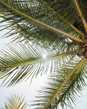 Exterior - Park Hyatt Riviera Maya - All-Inclusive (Puerto Morelos)