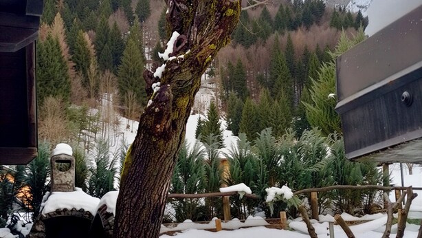Schneebedecktes Freigelände mit Steinmauer, Holzzaun und einem Baum.