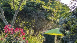 A garden with various plants and a green umbrella.