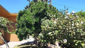 Un jardín con diversas plantas y un edificio de fachada de madera.