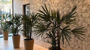 A modern lobby with a geometric patterned wall, potted plants, and a tiled floor. - LK Santa Efigênia 1 (Belo Horizonte)
