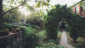 A garden pathway surrounded by various plants and trees.