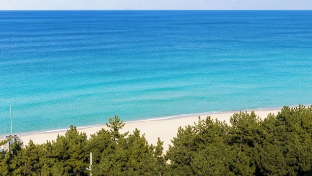 A beach with clear blue water, a sandy shore, and dense green trees in the foreground. - Gangneung Top Ocean (Gangneung)